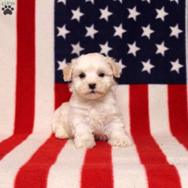 Jervis, Morkie-Poo Puppy